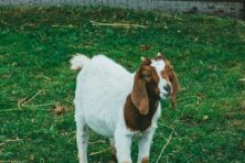 salesforce_166012_1775098817